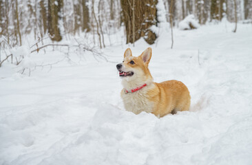 two small dogs in the winter forest, welsh corgi pembroke