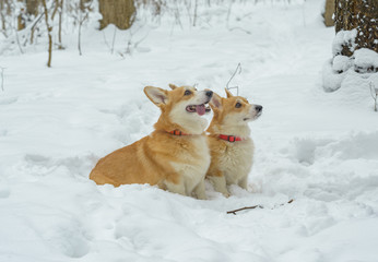 two small dogs in the winter forest, welsh corgi pembroke