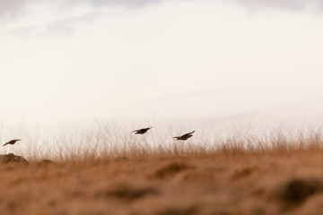 Wild Red-legged Partridge in natural habitat of reeds and grasses on moorland in Yorkshire Dales, UK