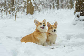 two small dogs in the winter forest, welsh corgi pembroke