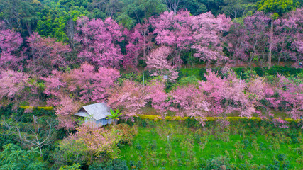Obraz premium Cherry blossom blooming