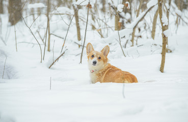 two small dogs in the winter forest, welsh corgi pembroke