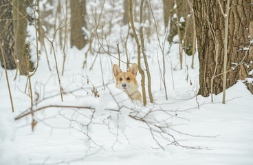 two small dogs in the winter forest, welsh corgi pembroke
