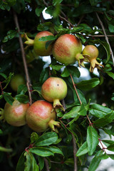 Delicious pomegranate fruit on a green leafs background. Unripe big garnets hanging on branch. Immature, fresh yields. Croatia - Image