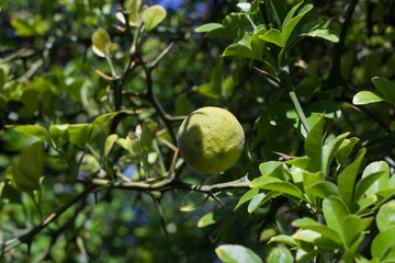 unripe Japanese lemon hanging on a branch. Croatia - image