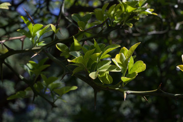 Fototapeta premium unripe Japanese lemon hanging on a branch. Croatia - image
