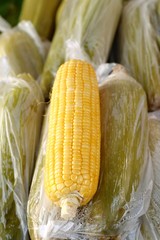 Boiled corn at market