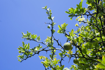 unripe Japanese lemon hanging on a branch. Croatia - image