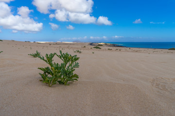 Panorama of landscape on Fuerteventura .
