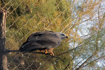 rapace en attente