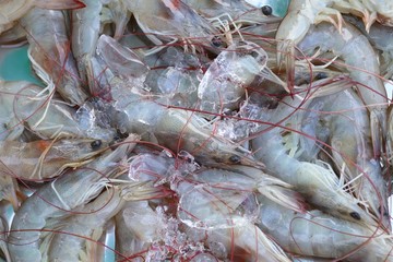 fresh shrimp at street food