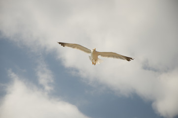seagull in flight