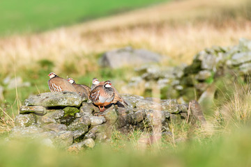 Wild Red-legged Partridge in natural habitat of reeds and grasses on moorland in Yorkshire Dales, UK