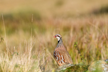 Wild Red-legged Partridge in natural habitat of reeds and grasses on moorland in Yorkshire Dales, UK