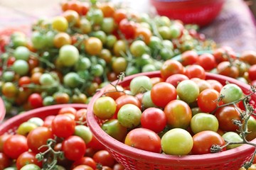 tomatoes at the market