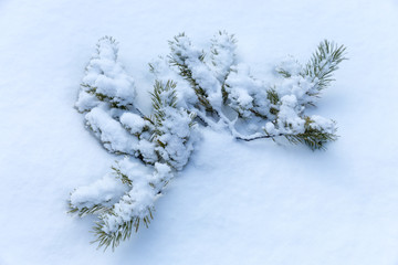 pine brunch in snow