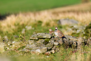 Wild Red-legged Partridge in natural habitat of reeds and grasses on moorland in Yorkshire Dales, UK