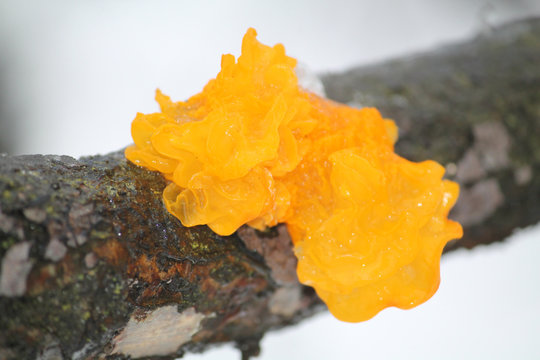 Tremella mesenterica or golden jelly fungus, Belarus
