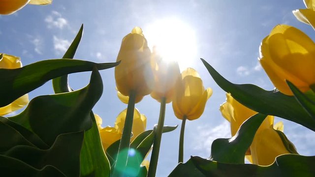 Close-up of a yellow tulip through the sun.