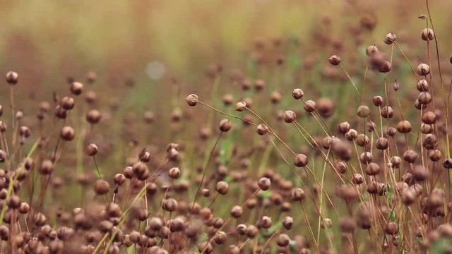 Ripe flax (Linum usitatissimum) or linseed plants in field, selective focus