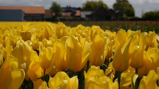 Panorama of yellow tulips. Close-up.