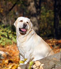 the yellow labrador in the park in autumn portrait