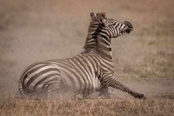 Plains zebra lying on grassland in dust