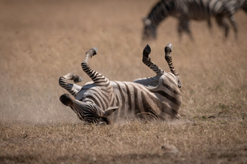Fototapeta na wymiar Plains zebra rolling in dust near others