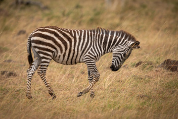 Fototapeta na wymiar Plains zebra on savannah with lowered head