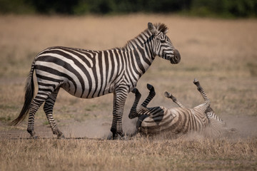 Fototapeta na wymiar Plains zebra rolling in dust by mother