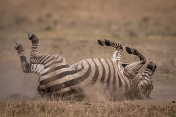 Obraz na płótnie Canvas Plains zebra rolling on back in grass