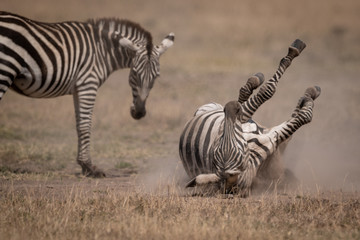 Obraz na płótnie Canvas Plains zebra rolls in dust by mother
