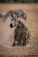 Plains zebra standing up on dusty grassland