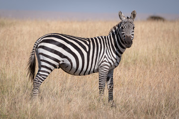 Obraz na płótnie Canvas Plains zebra standing in grass in sunshine
