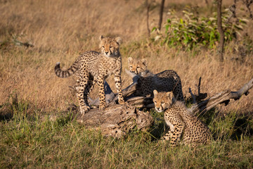 Three cheetah cubs around log in grass
