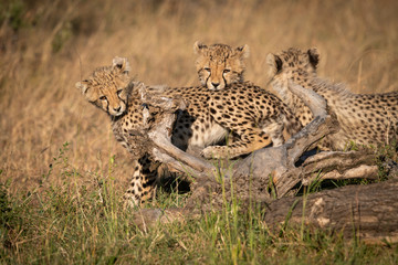 Three cheetah cubs  on log in grass
