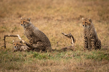 Naklejka premium Three cheetah cubs look left by branch