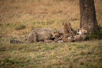 Three cheetah cubs lying down play fighting