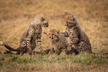 Three cheetah cubs play fighting in grass