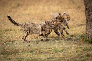 Three cheetah cubs play fighting beside tree