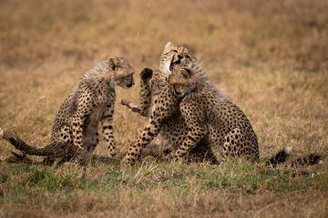 Three cheetah cubs play fighting on grass