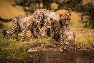 Three cheetah cubs play fighting by mother