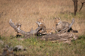 Three cheetah cubs playing on dead log