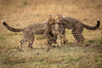 Three cheetah cubs play fight on grass