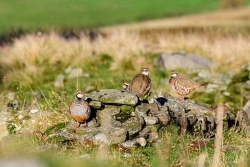 Wild Red-legged Partridge in natural habitat of reeds and grasses on moorland in Yorkshire Dales, UK
