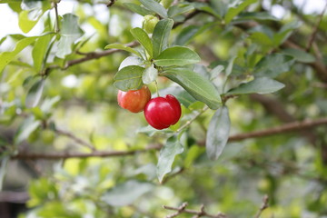 Acerola