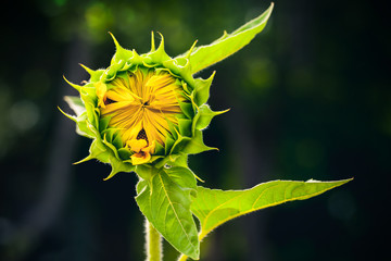 Sunflower bud over dark blurred background