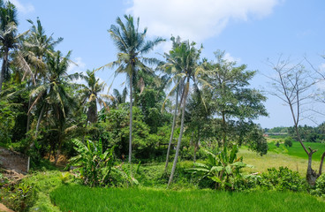 Obraz premium Rice terraces. Traditional rice fields in Bali. Green rice field farm background.