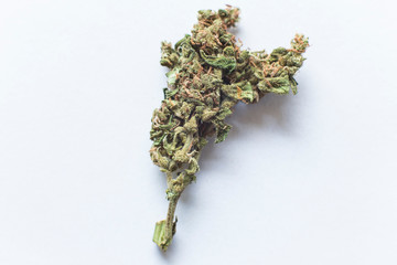 Marijuana bud flowers of cannabis.(Skunk is a hybrid strain that has influenced cannabis on a...