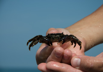 crab on the hand